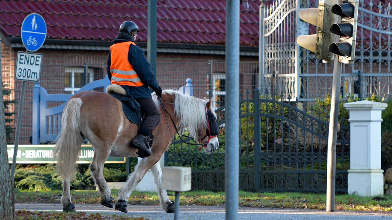 Reiterin auf Pferd in Tangstedt