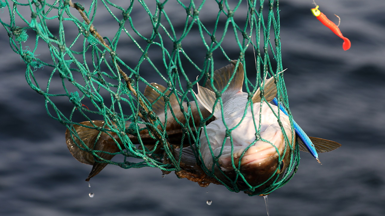 Ein Fisch zappelt in einem Netz.