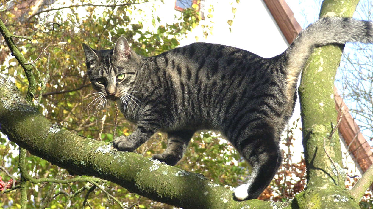 Eine Katze steht auf dem Ast eines Baumes