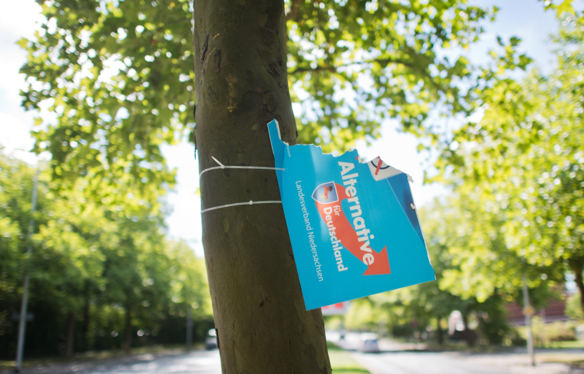 Beschädigtes AfD-Wahlplakat an einem Baum