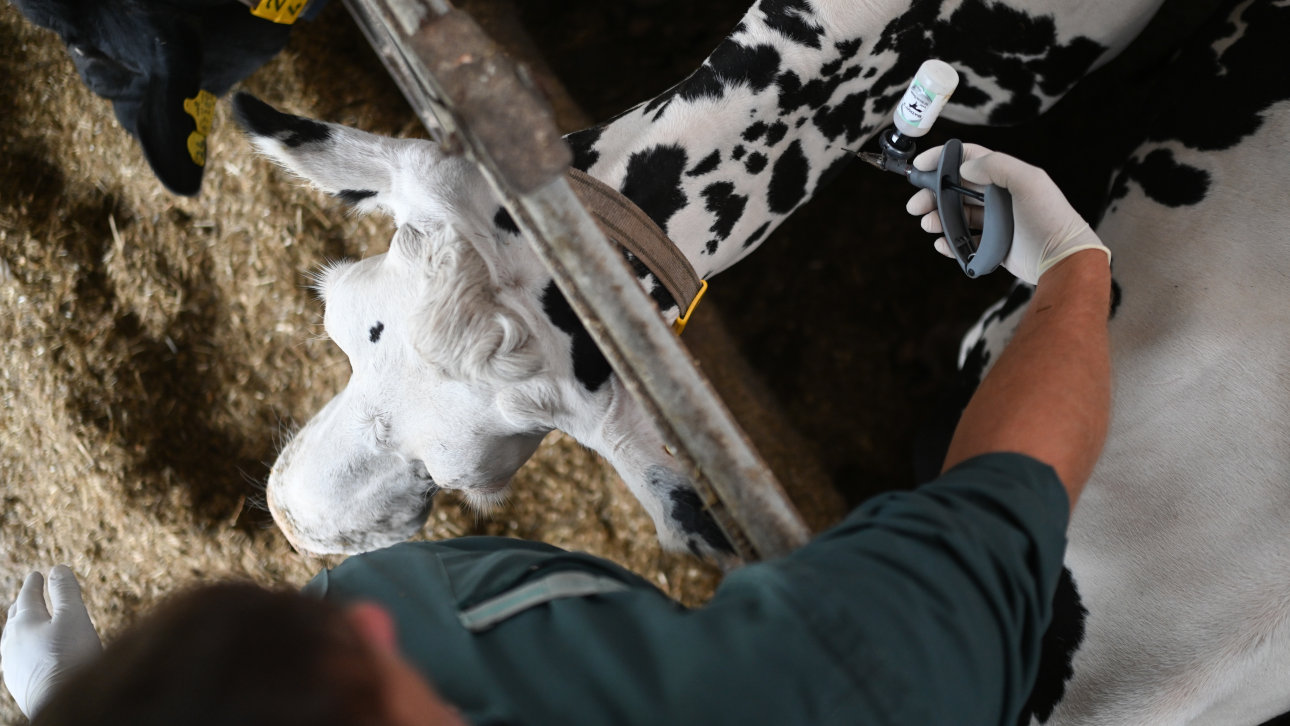 Teurer Tierarzt: Kleintierfreunde und Pferdezüchter schlagen Alarm