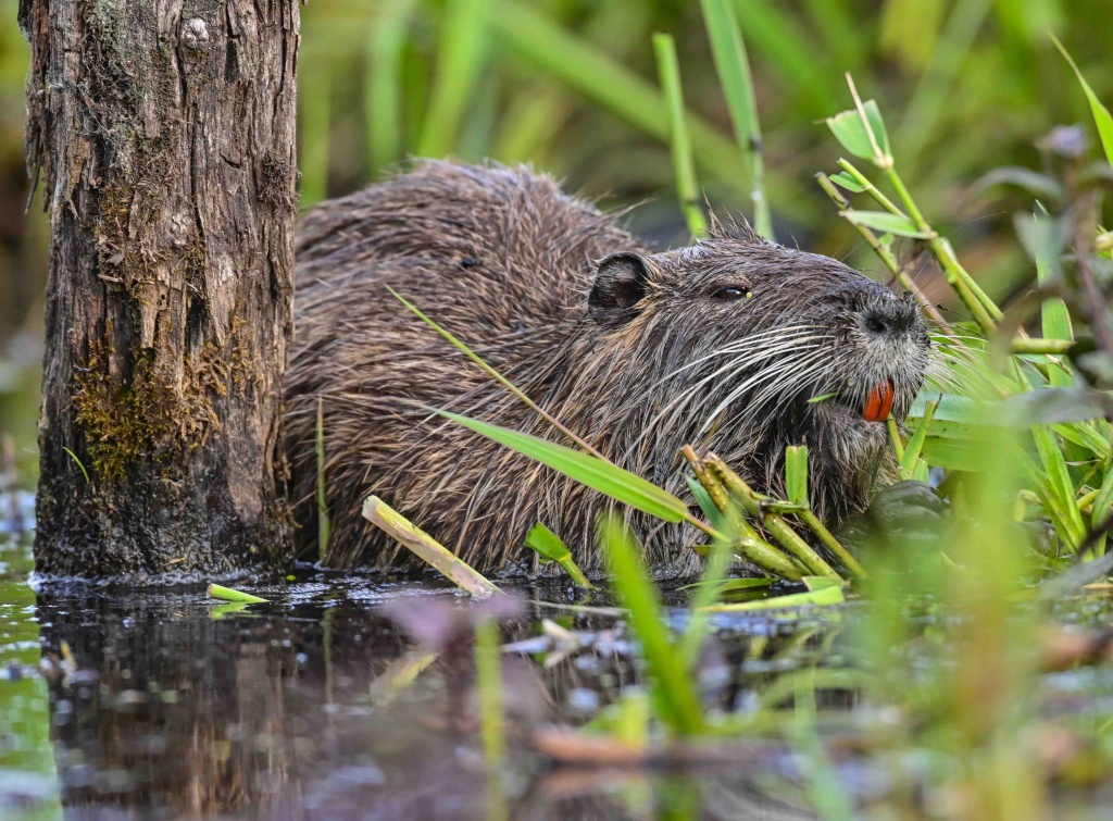 Nutria