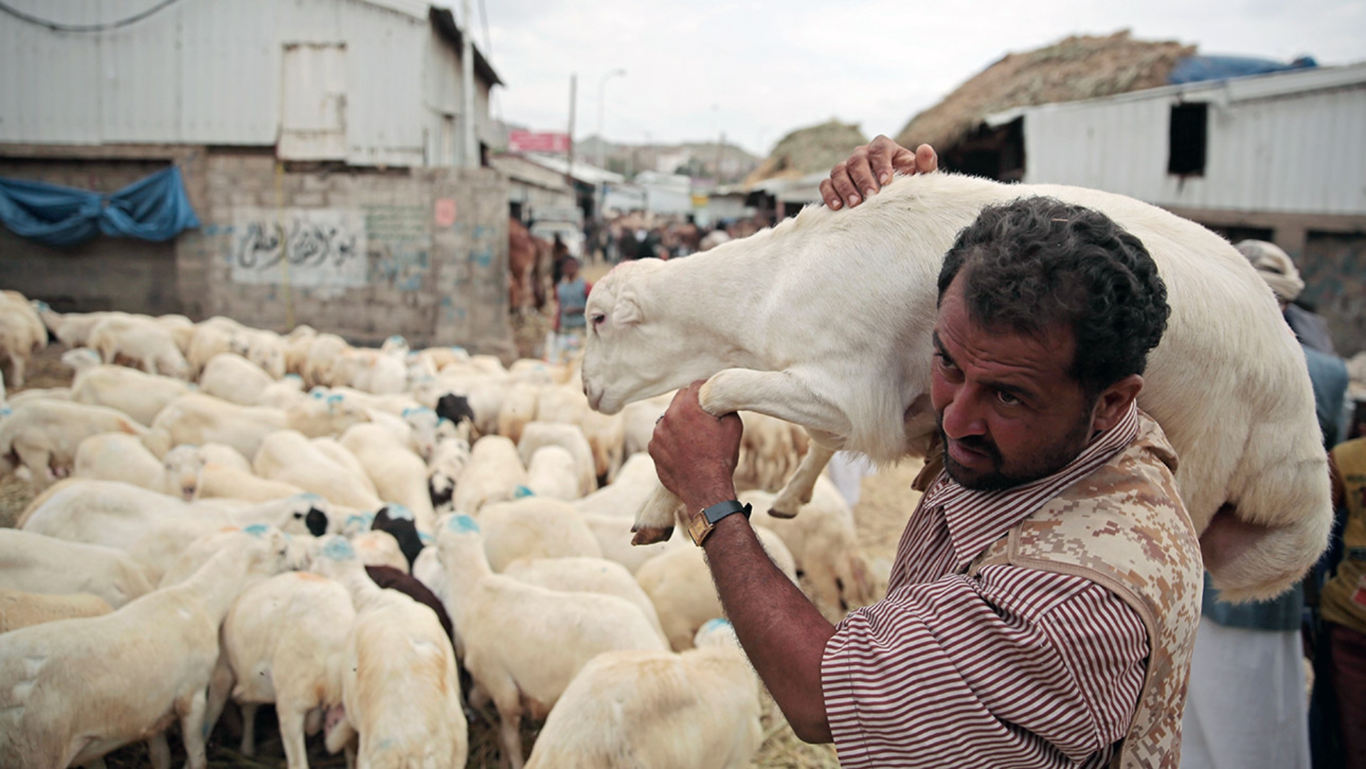 Ein Viehverkäufer im Jemen vor einer Schafherde. Er bereitet die Tiere für den Verkauf vor.