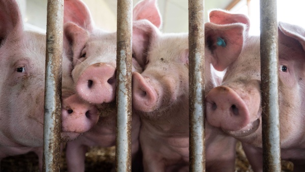 Vier Schweine schauen durch die Gitter © Foto: dpa, Marijan Murat Vier Schweine in einem Schweinestall gucken durch Gitter