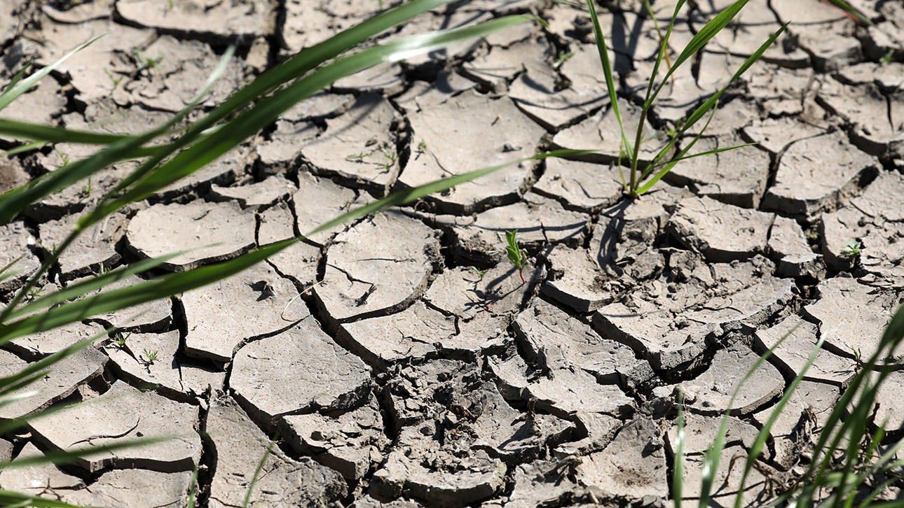 Dürre Trockenheit Landwirtschaft
