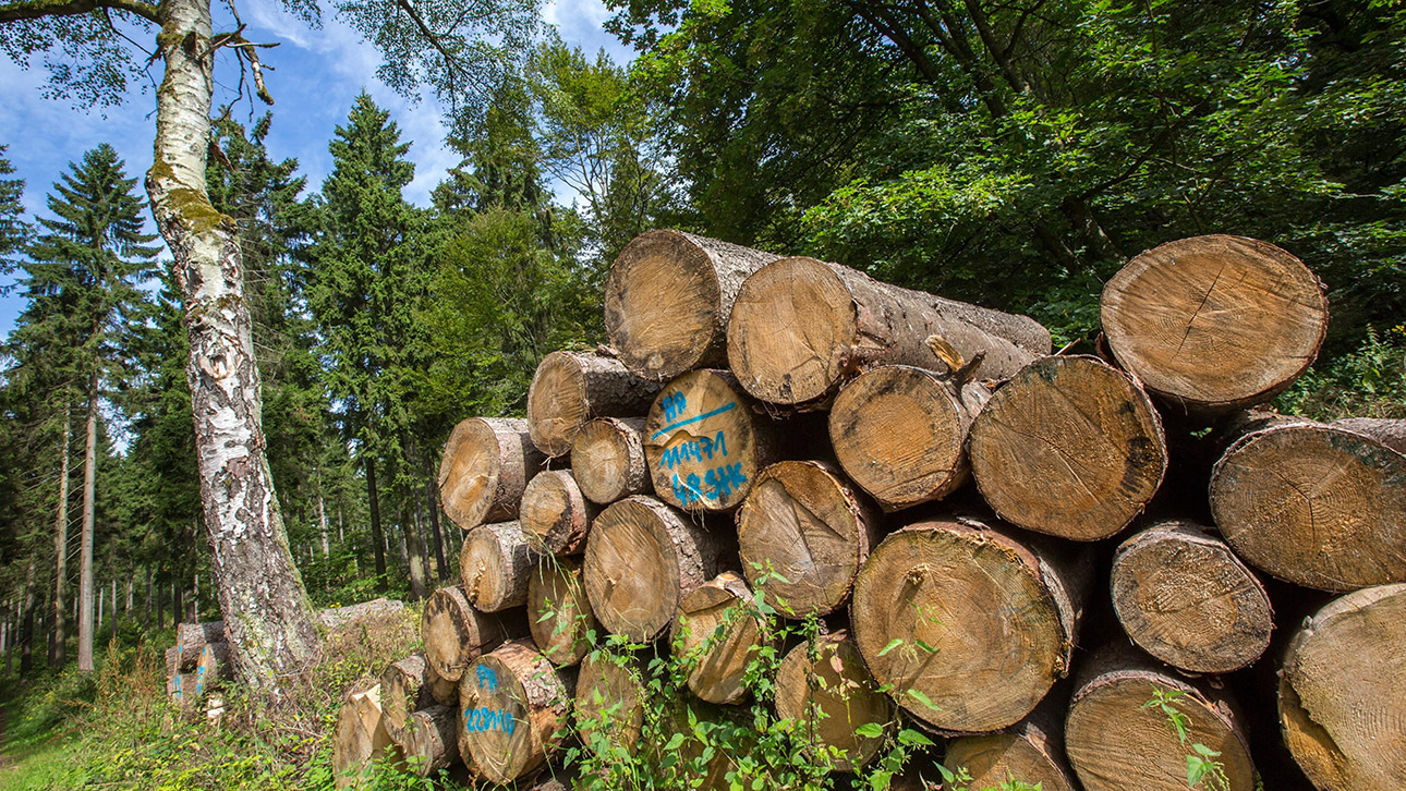 Forst Wald Holz