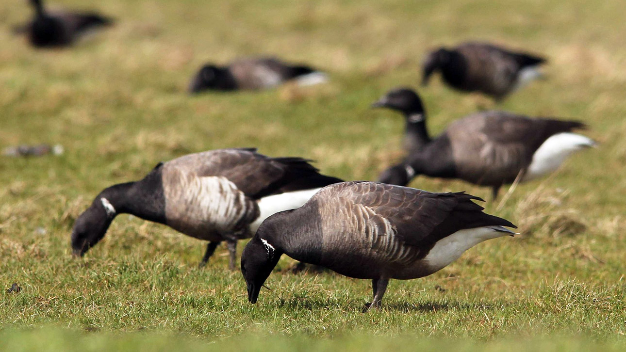 Gänsefrass Frassschäden Ringelgänse Landwirtschaft Illustration