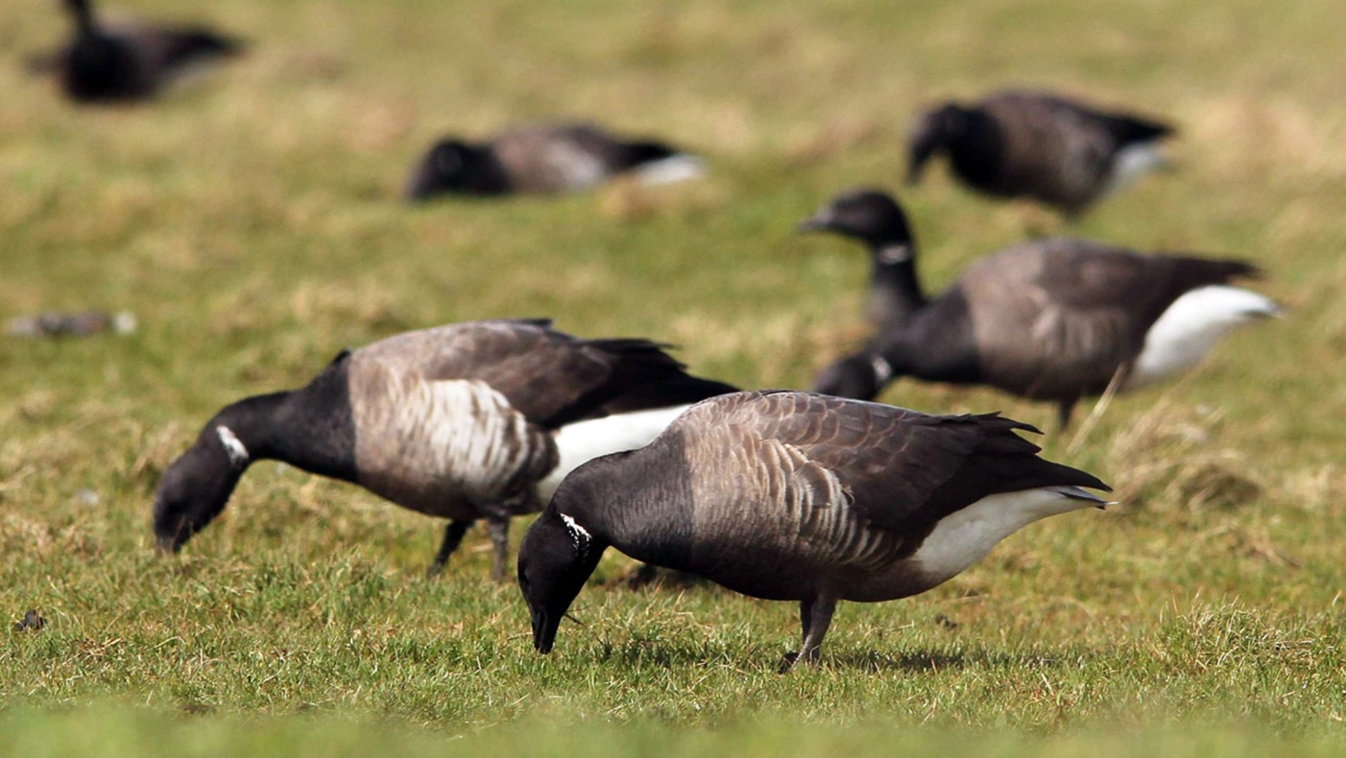 Mehrere dunkelbraune Ringelgänse mit einem weißen Ring am Hals grasen auf einem Feld.