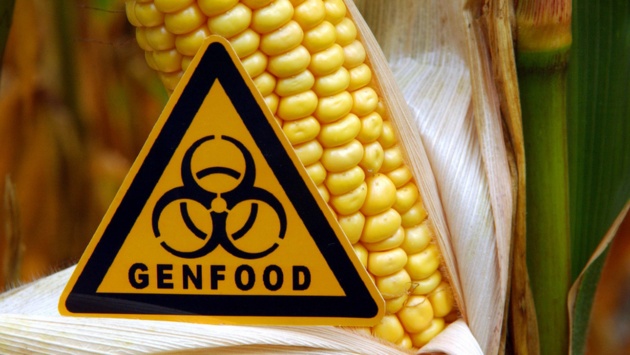Ein Schild mit der Aufschrift „Genfood“, aufgenommen vor einem gentechnisch veränderten Maiskolben auf einem Feld.
