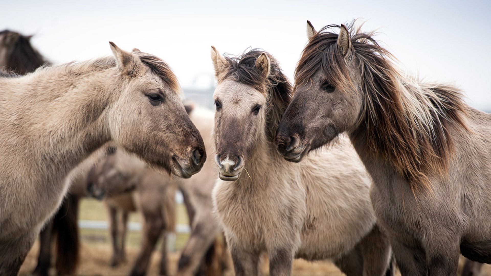 Konik-Pferde stehen auf einer Weide.