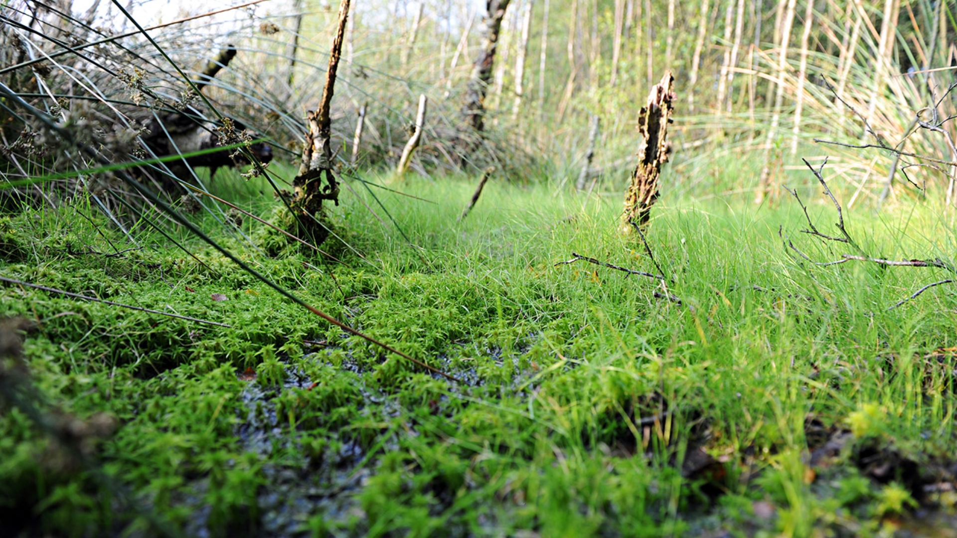 Moor Naturschutz Illustration © Foto: dpa, Daniel Reinhardt Blick in das Tarbeker Moor, wo Reste abgestorbener zwischen Moos und Gräsern im sumpfigen Untergrund liegen.