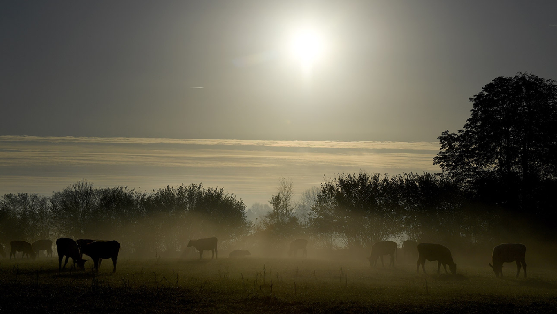 Rinder stehen im Morgennebel auf einer Weide in der Nähe von Borgdorf.