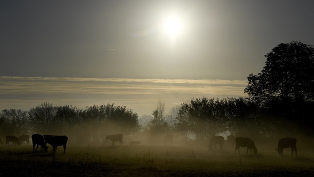 Rinder stehen im Morgennebel auf einer Weide in der Nähe von Borgdorf.