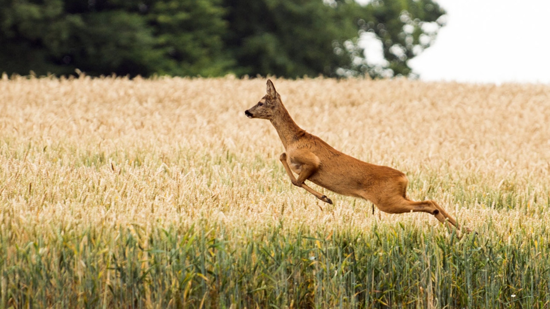 Ein Reh springt in einem Weizenfeld.
