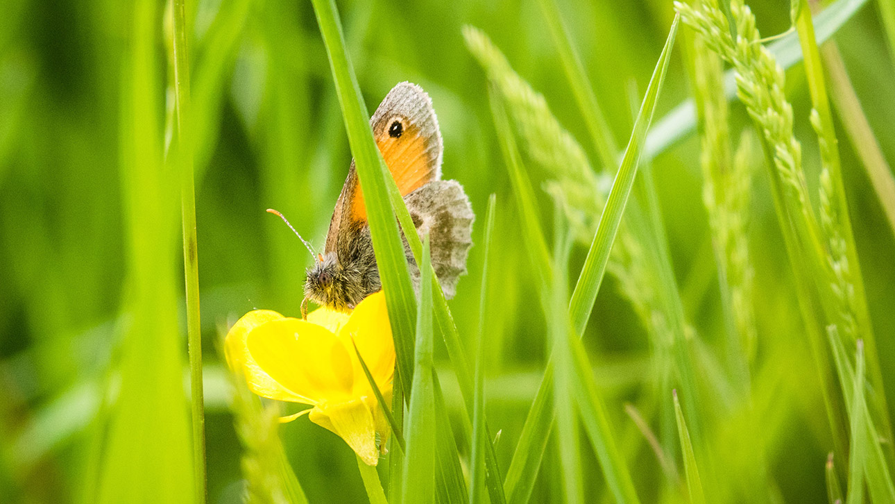 Schmetterling