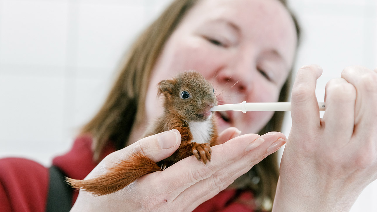 Tierheime Fundtiere Eichhörnchen Illustration