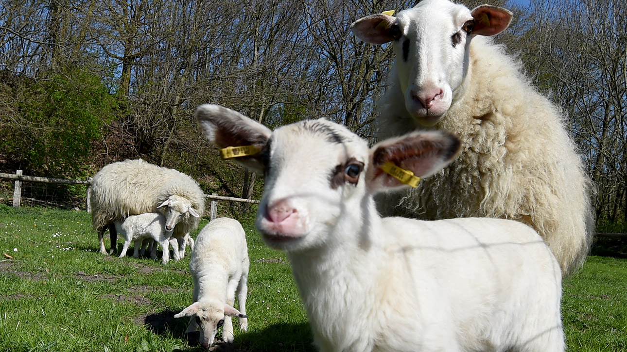 Arche Warder Schaf Nutztiere