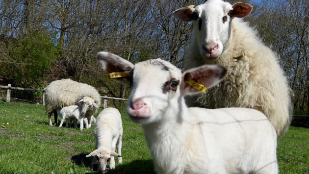 Bentheimer Landschafe (r.) und Waldschafe stehen im Tierpark Arche Warder.