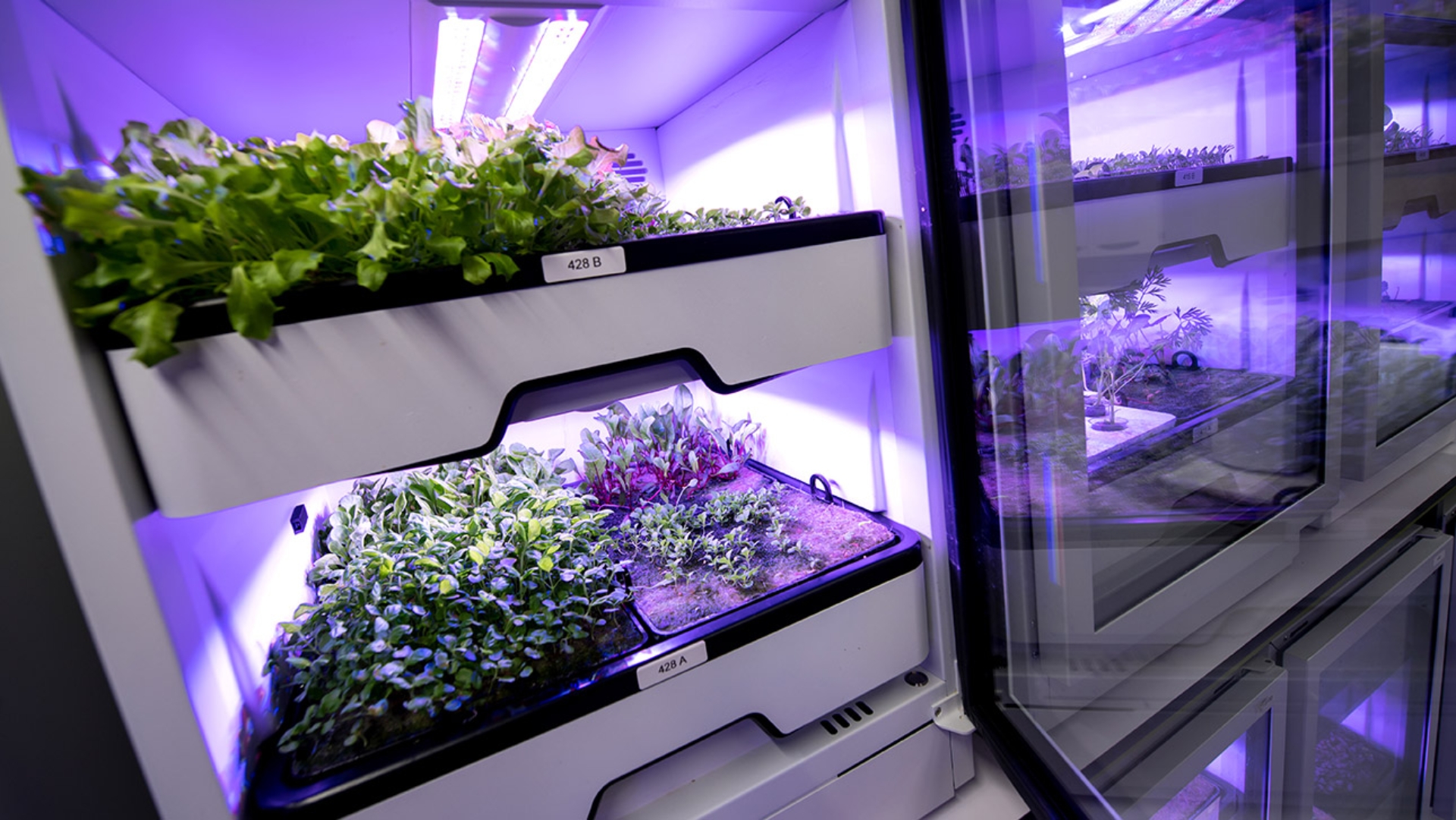 Vertical Farming: Verschiedene Salate und Kräuter wachsen unter LED-Lampen im Labor der Firma Agrilution