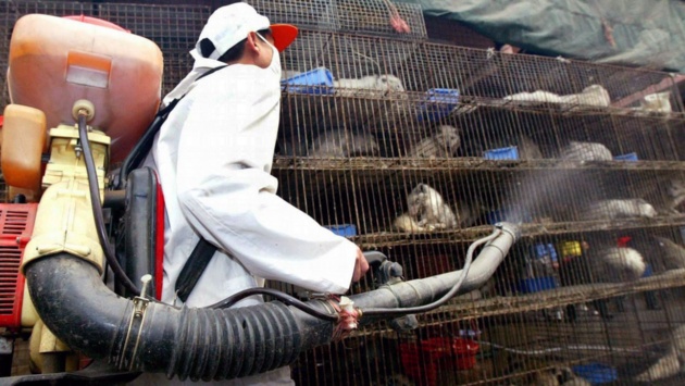 Ein Arbeiter desinfiziert auf einem Wildtiermarkt Käfige.