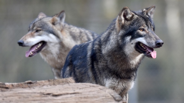 Wolf © Foto: dpa, Carsten Rehder Zwei Wölfe im Wildpark Eekholt