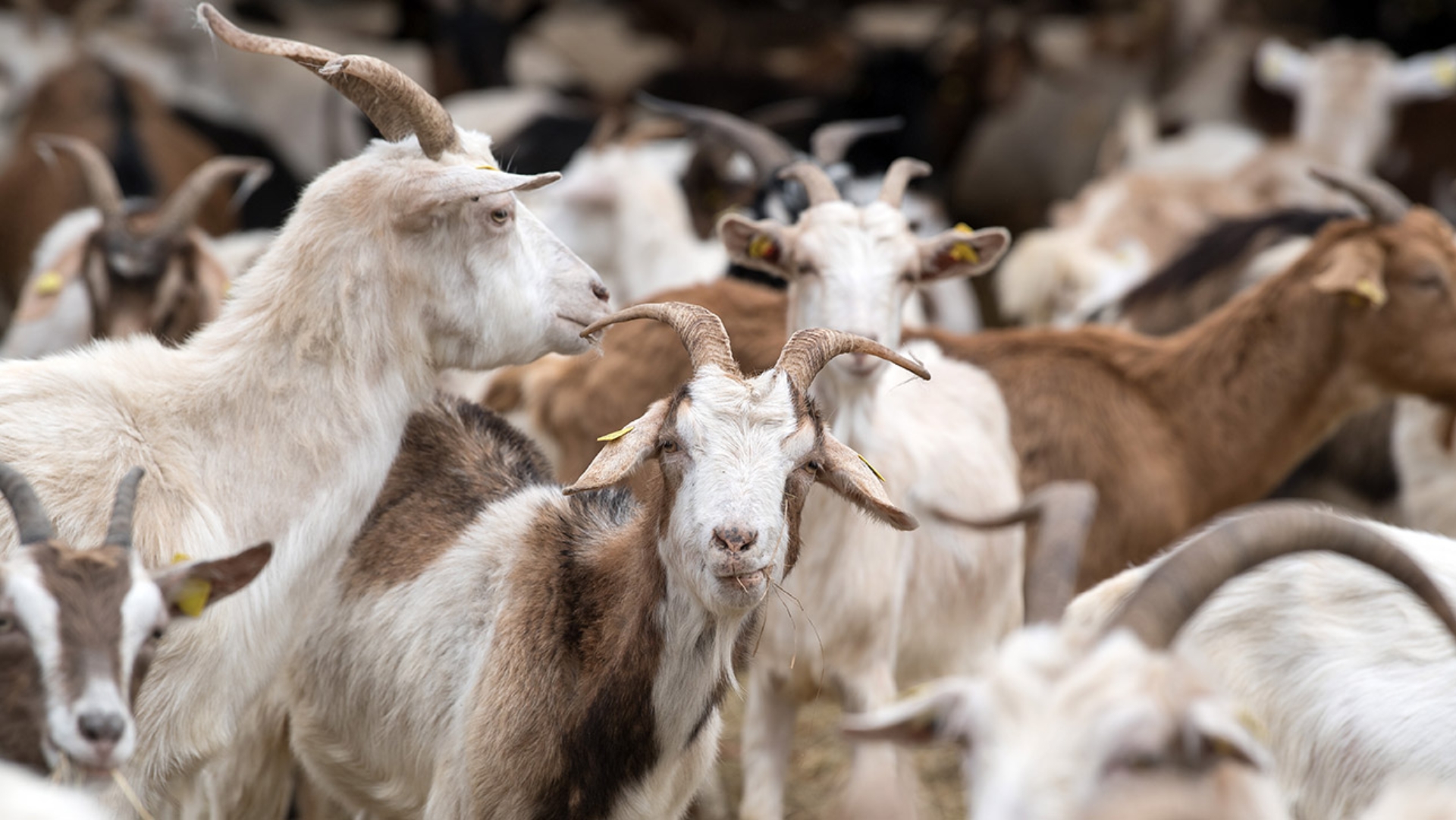 Ziegen und Schafe in einem Stall