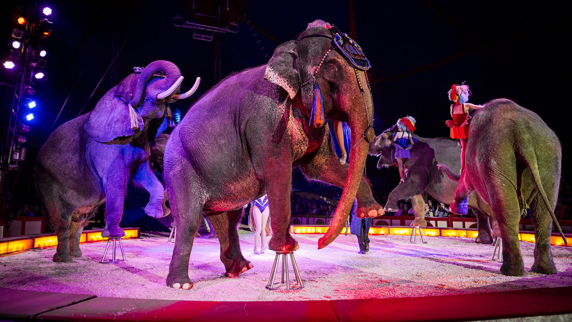 Elefanten bei einer Show im Zirkus