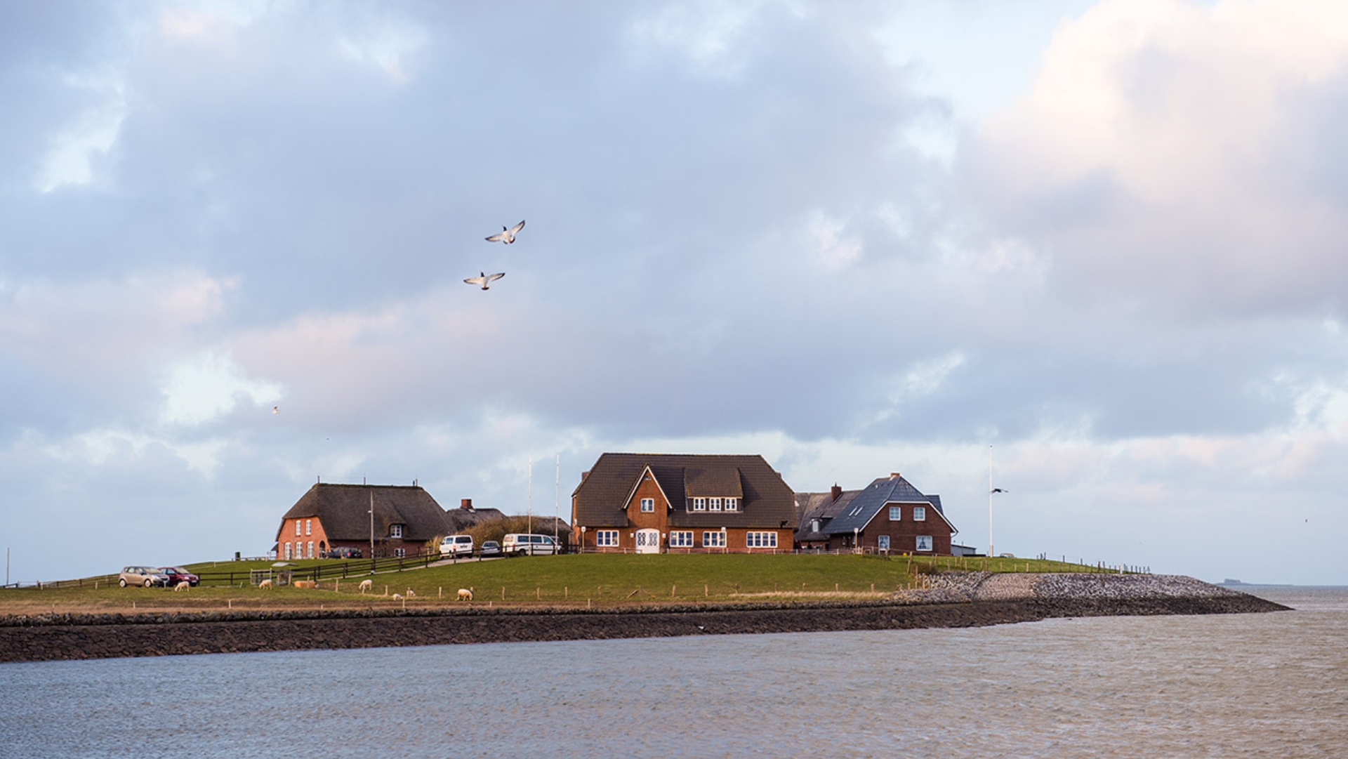 Häuser auf einer Warft leuchten auf der Hallig Langeneß im Abendlicht.