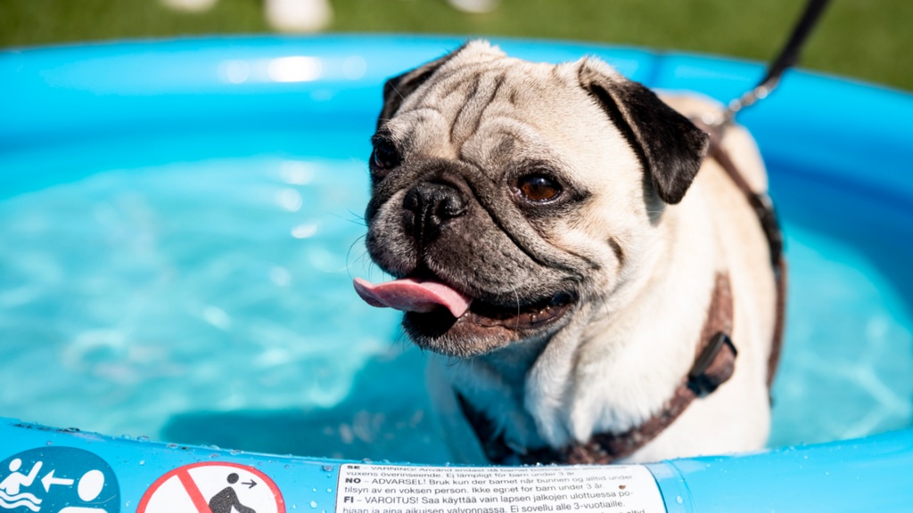 Ein Mops in einem Planschbecken