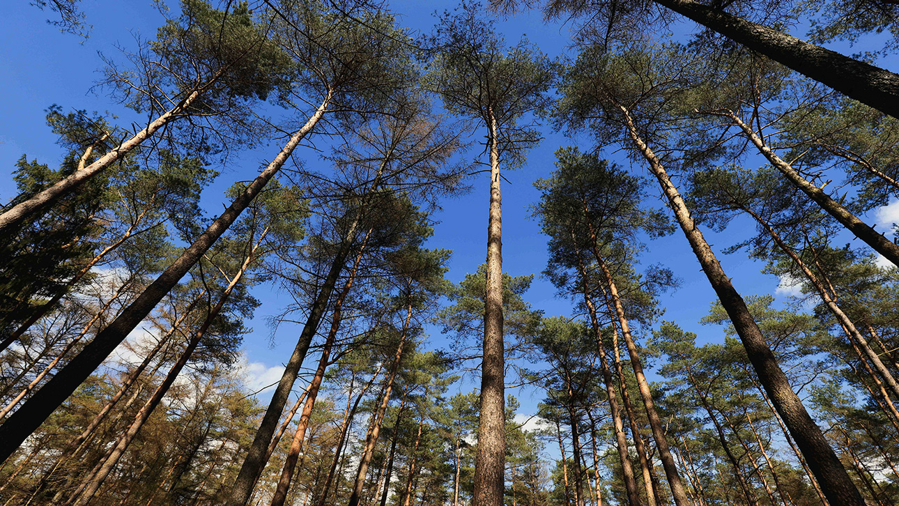 Kiefern und Lärchen stehen in einem Waldstück bei Heidmühlen nahe Bad Segeberg.