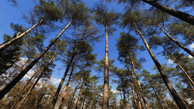Kiefern und Lärchen stehen in einem Waldstück bei Heidmühlen nahe Bad Segeberg.
