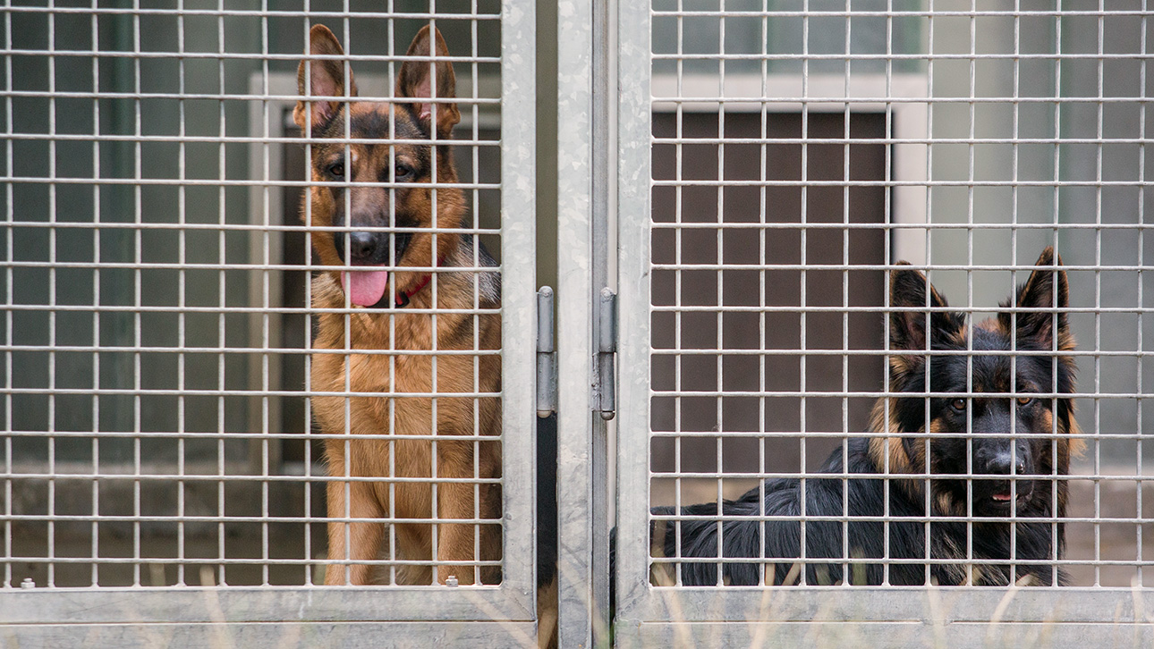 Zwei Schäferhunde blicken im Tierheim aus ihrem Zwinger.