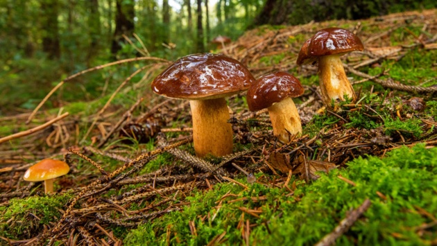 Noch nass vom Regen glänzen die Hüte dieser Maronen in einem Wald bei Aumühle.